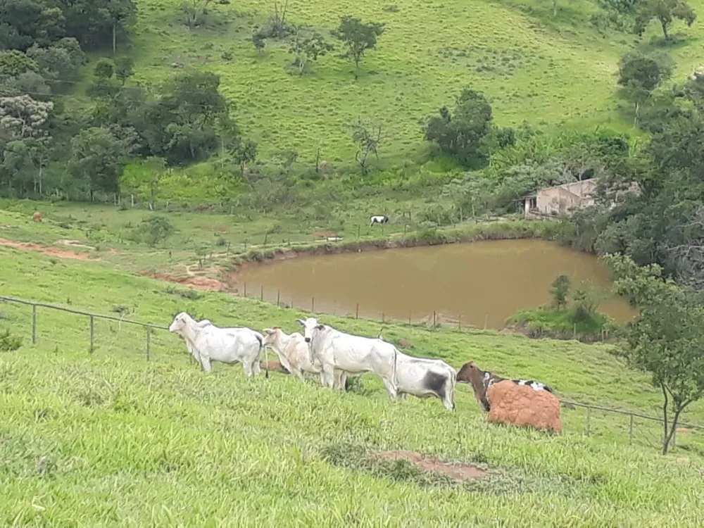 Fazenda, 42 hectares - Foto 4