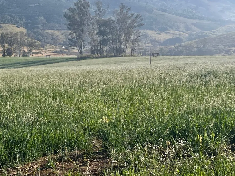 Fazenda, 420 hectares - Foto 8