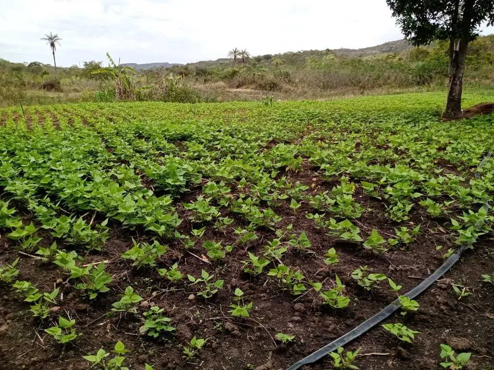Fazenda, 130 m² - Foto 3
