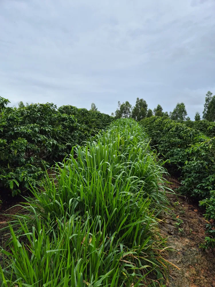 Fazenda, 149 hectares - Foto 9