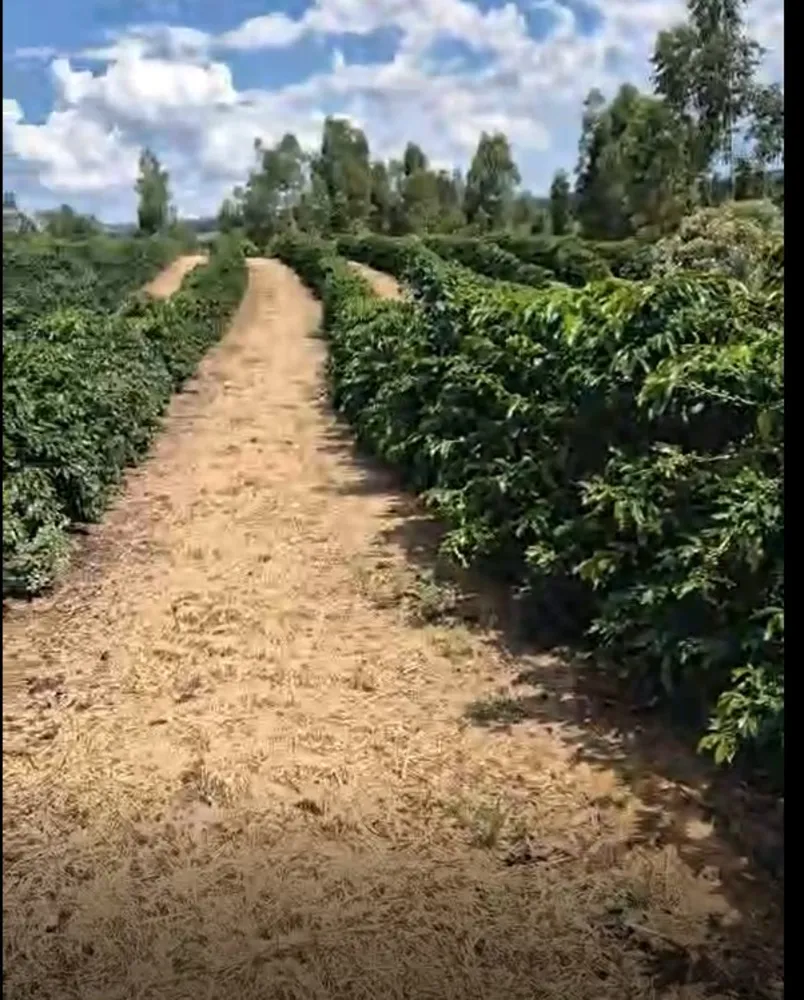 Fazenda, 149 hectares - Foto 8