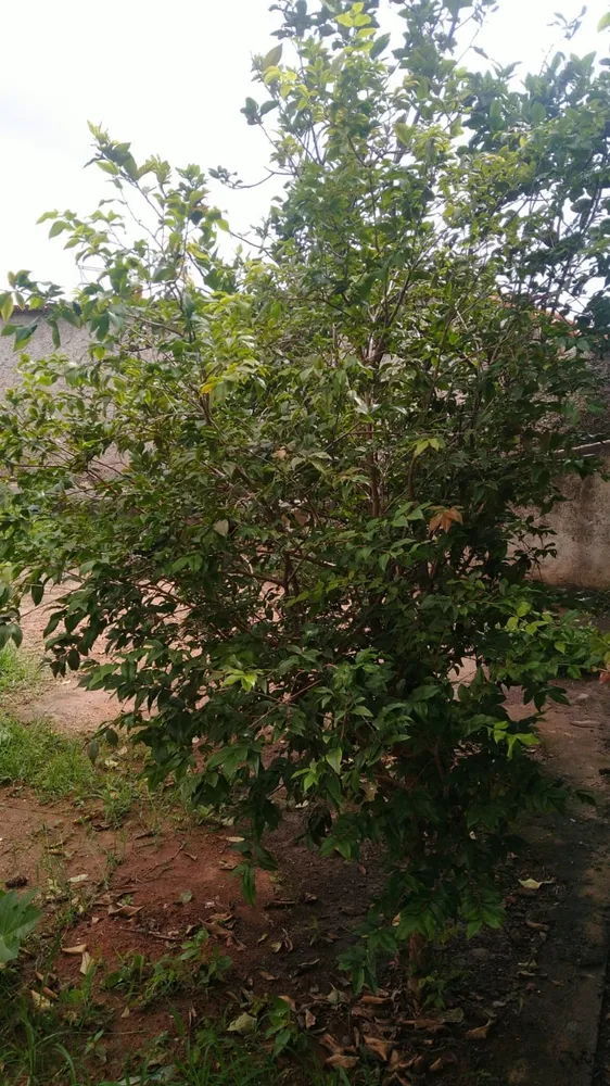 Casa, 3 quartos, 400 m² - Foto 15