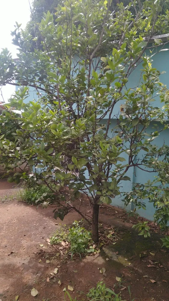 Casa, 3 quartos, 400 m² - Foto 5