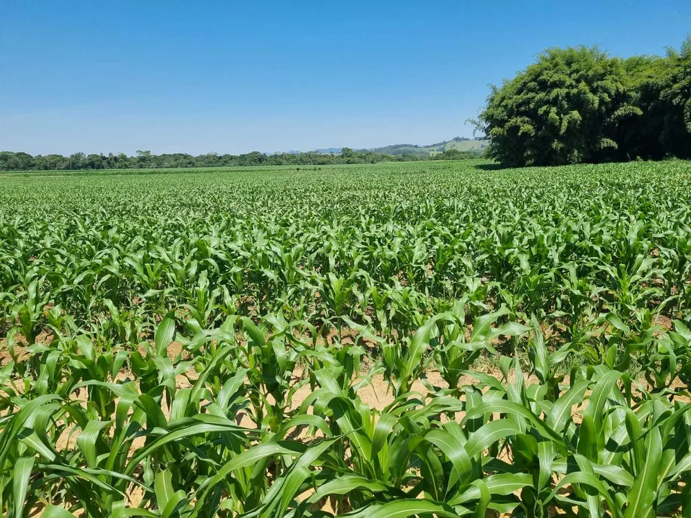 Fazenda, 201 hectares - Foto 12