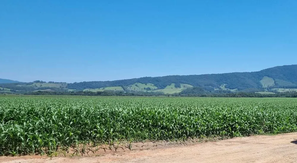 Fazenda, 201 hectares - Foto 4