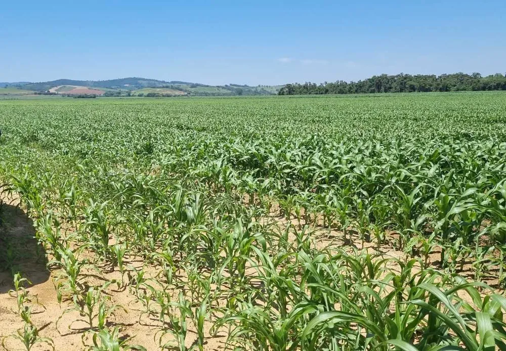 Fazenda, 201 hectares - Foto 13