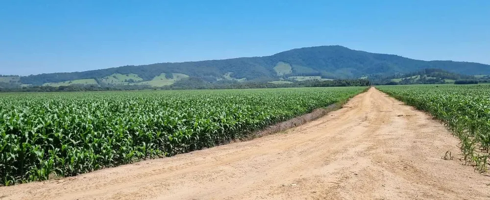 Fazenda, 201 hectares - Foto 7