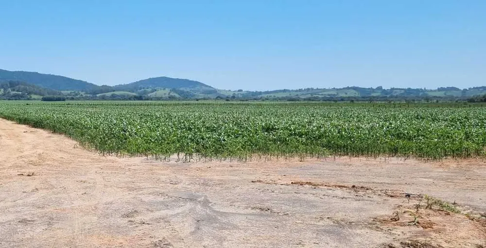 Fazenda, 201 hectares - Foto 6