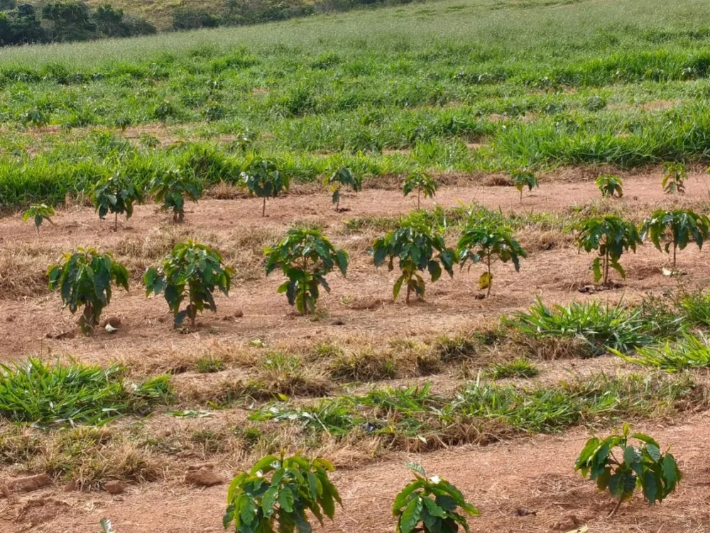 Fazenda, 67 hectares - Foto 5