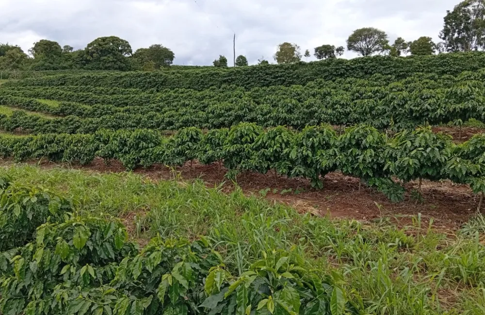 Fazenda, 660 m² - Foto 10