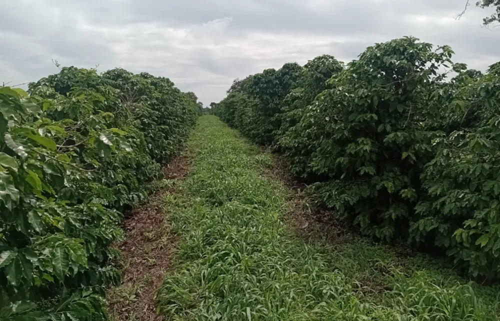 Fazenda, 660 m² - Foto 6