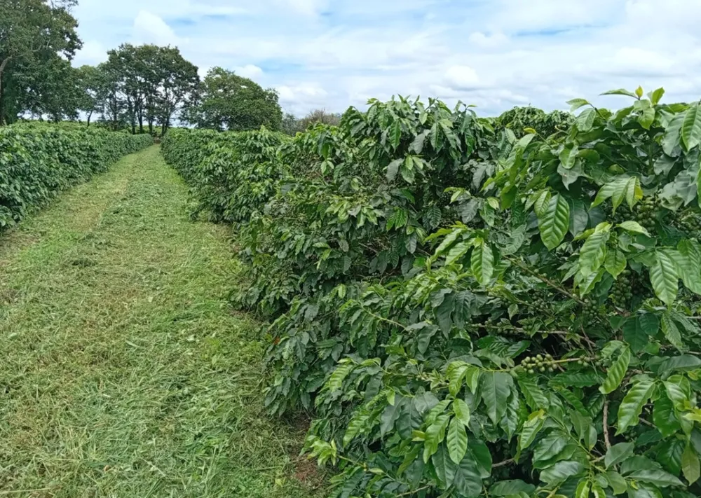 Fazenda, 660 m² - Foto 2