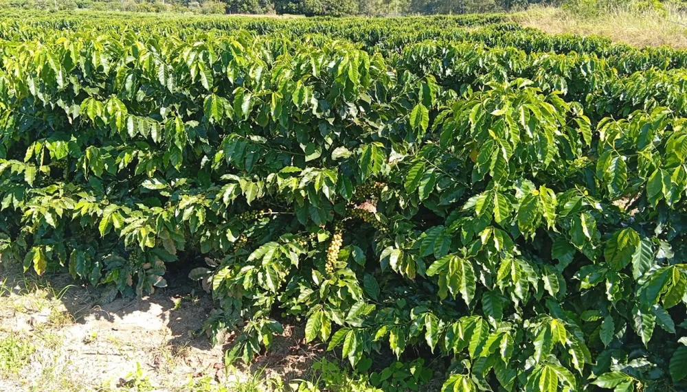 Fazenda, 660 m² - Foto 14
