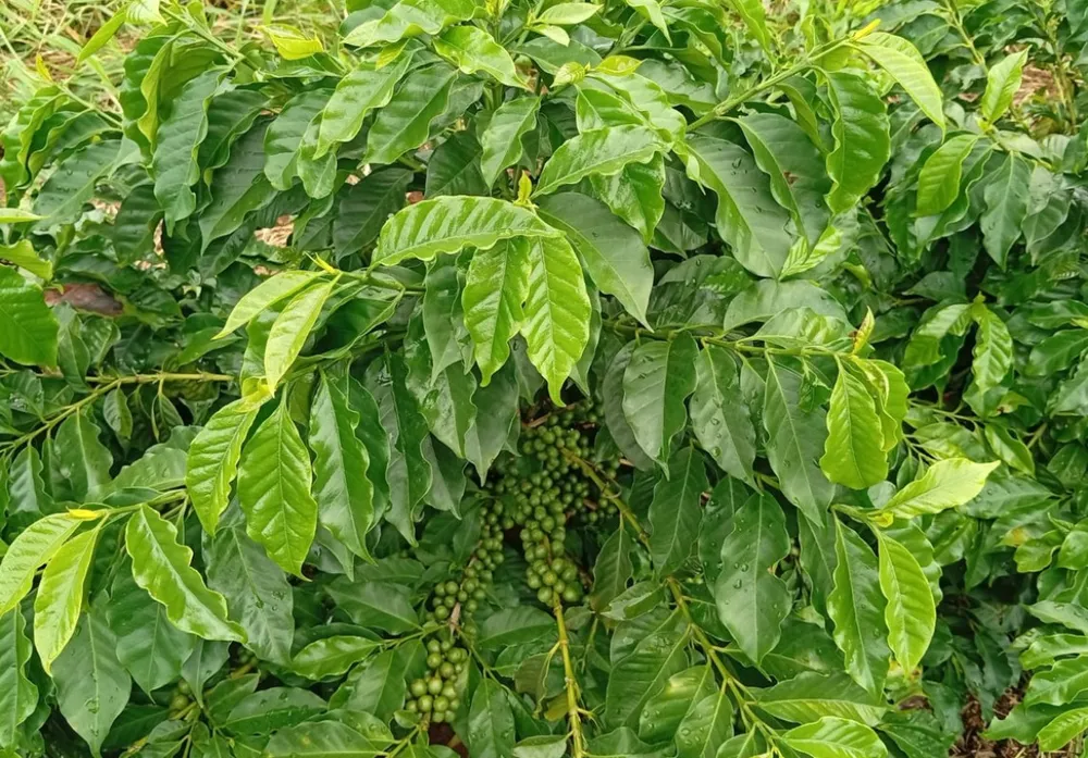 Fazenda, 660 m² - Foto 4