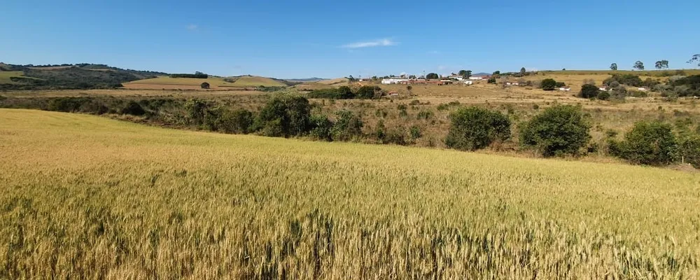 Fazenda, 458 hectares - Foto 6