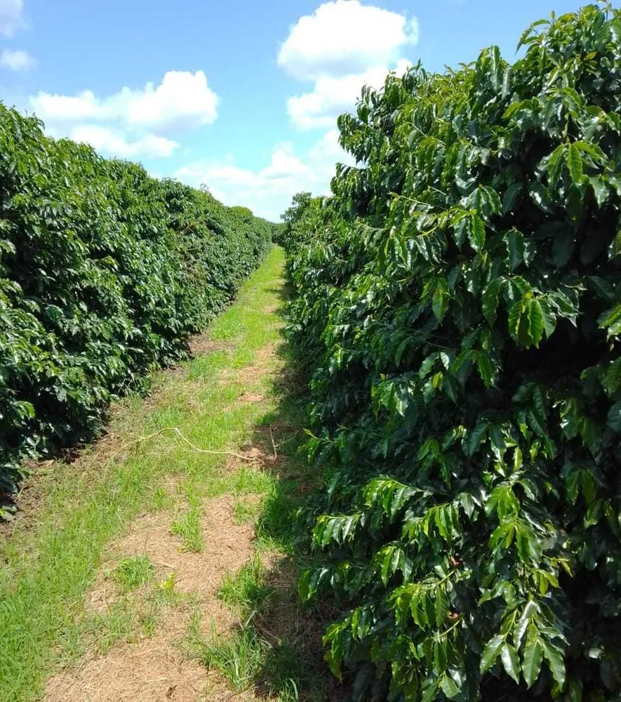 Fazenda, 3 quartos - Foto 11