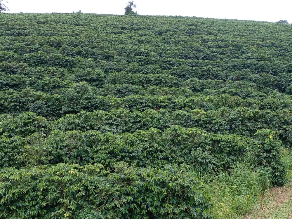 Fazenda, 3 quartos - Foto 8