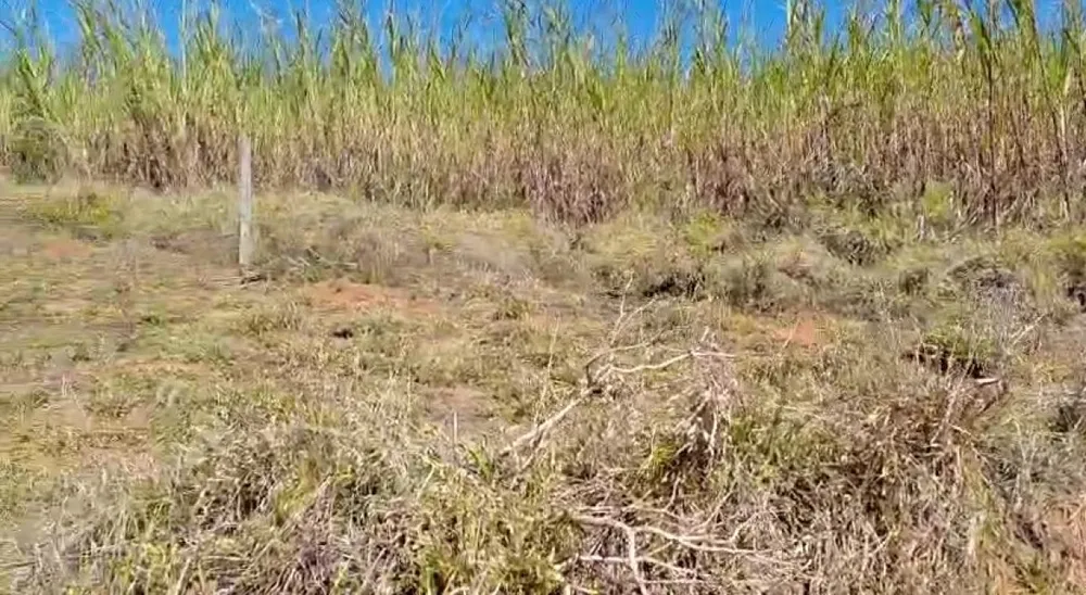 Fazenda, 200 hectares - Foto 6