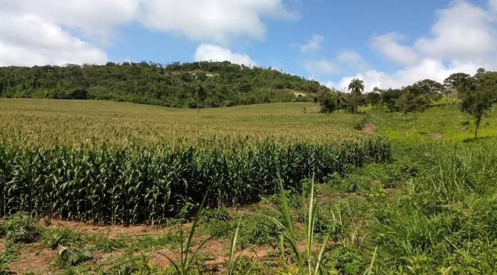 Fazenda, 194 hectares - Foto 3