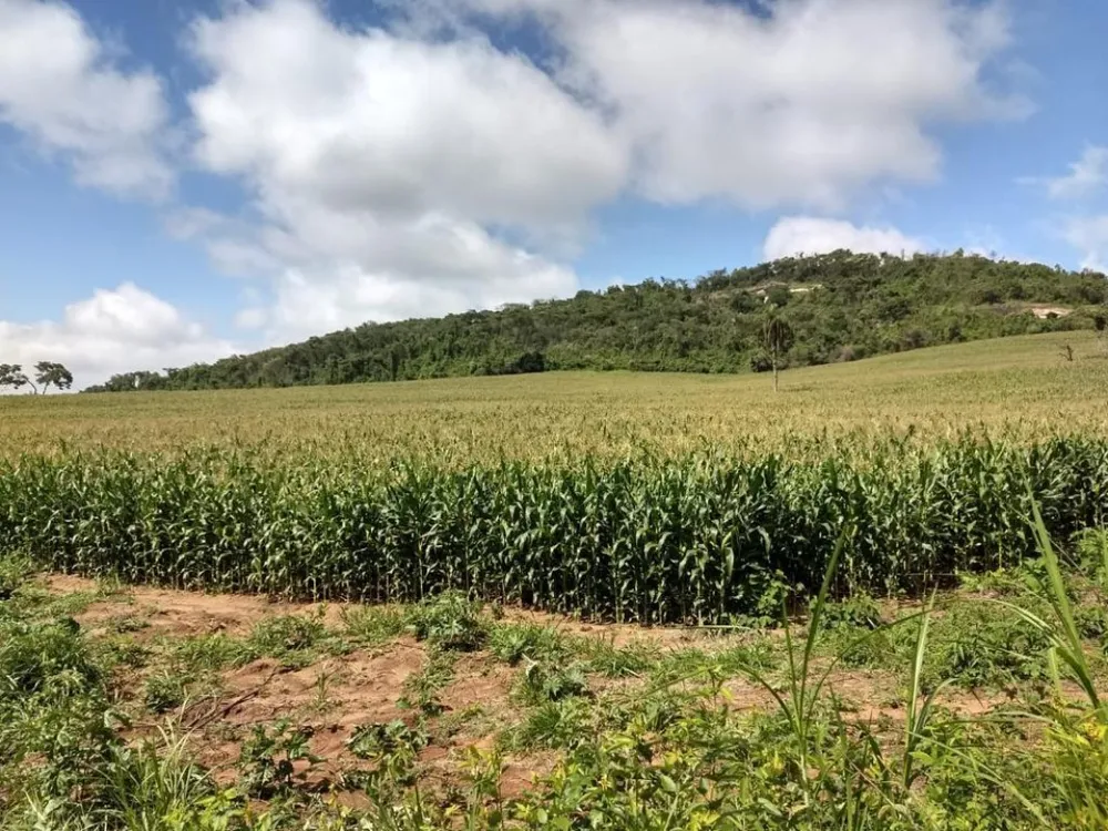 Fazenda, 194 hectares - Foto 6