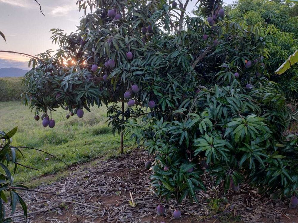 Sítio à venda com 3 quartos, 396000m² - Foto 6