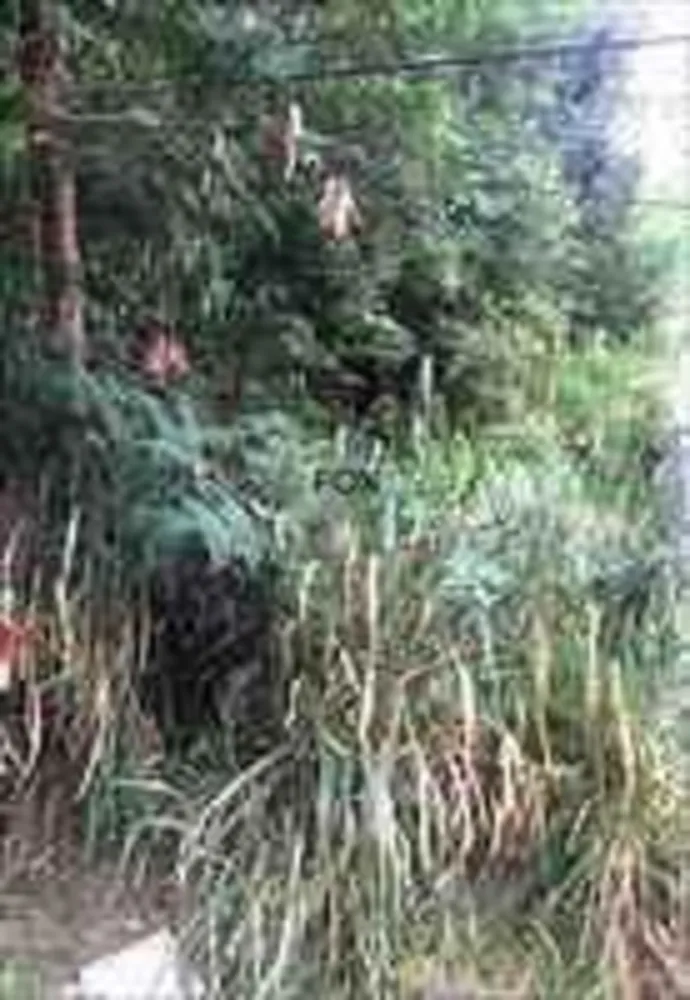 Terreno, 360 m² - Foto 4