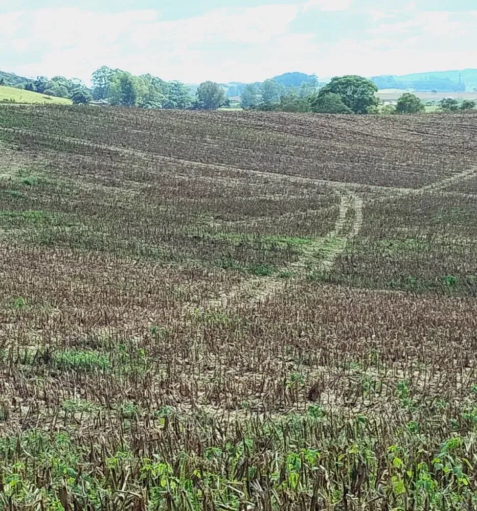 Fazenda, 68 hectares - Foto 6