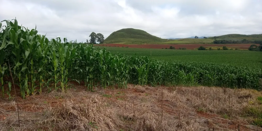 Fazenda, 68 hectares - Foto 4