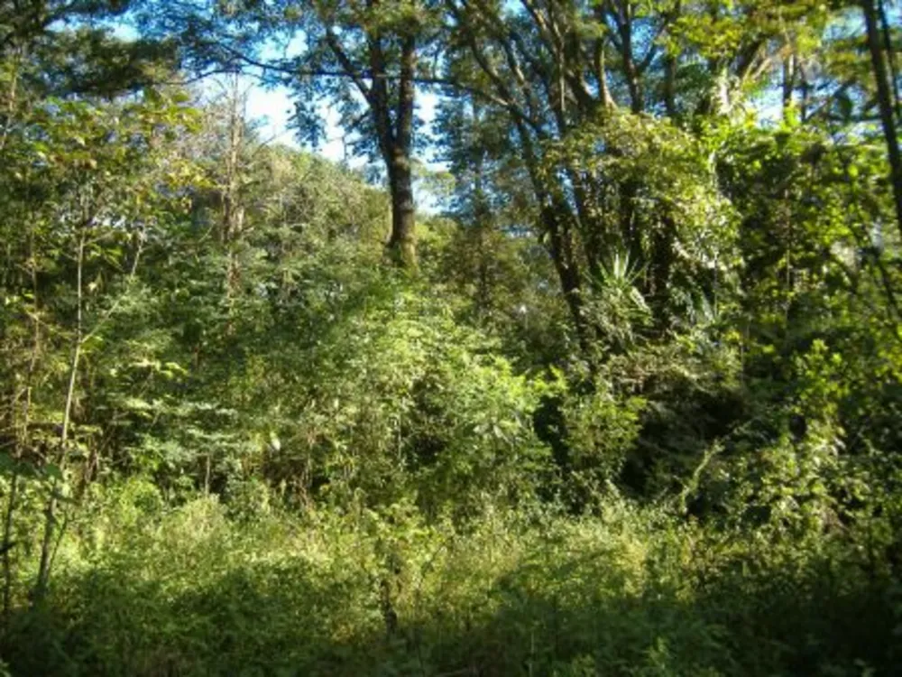 Terreno, 32000 m² - Foto 4