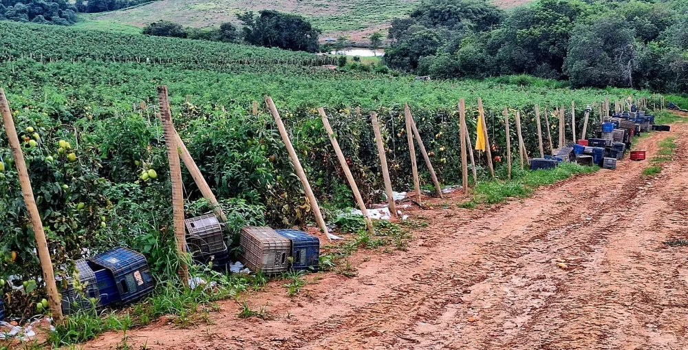 Fazenda, 252 m² - Foto 4