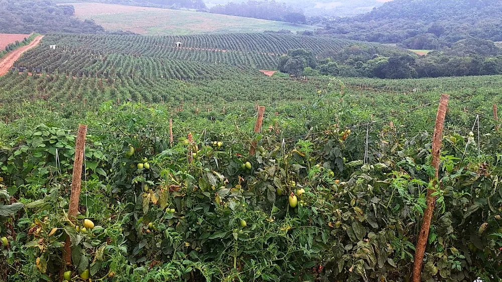 Fazenda, 252 m² - Foto 2
