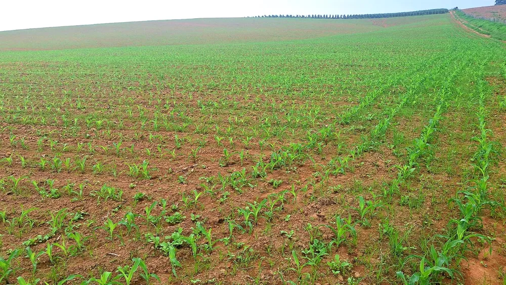 Fazenda, 252 m² - Foto 6