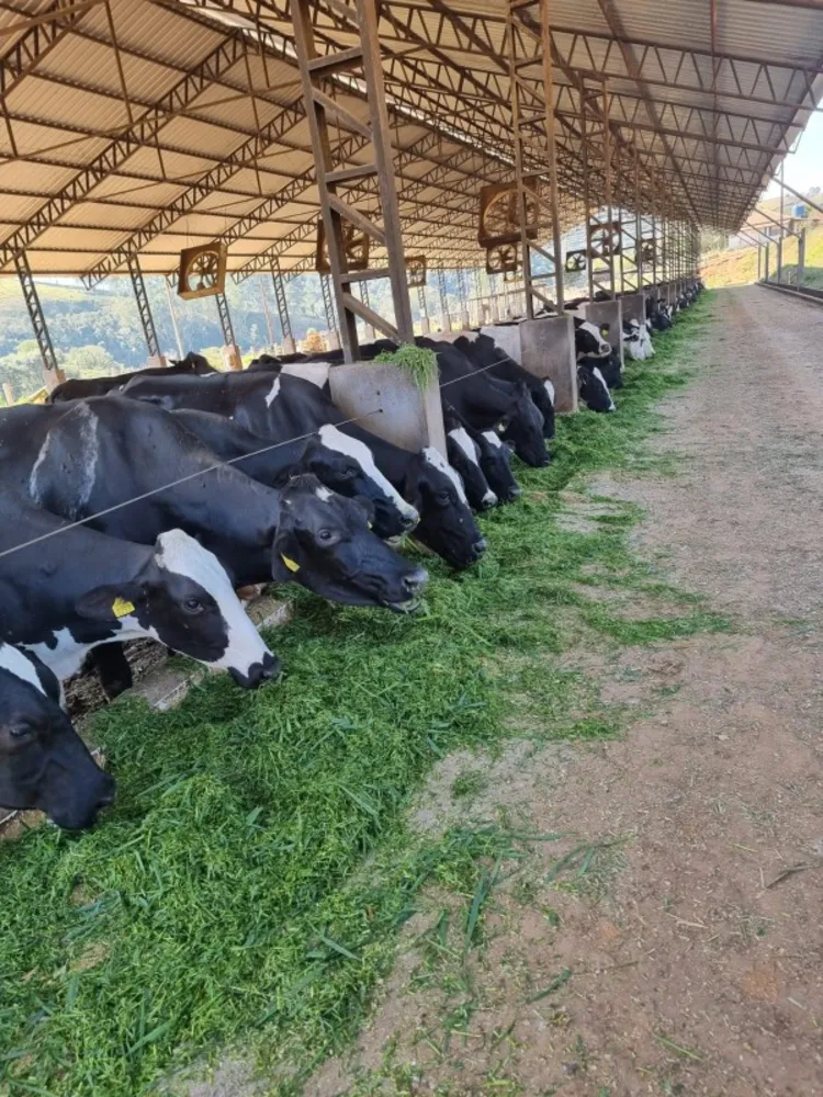 Fazenda, 120 hectares - Foto 7