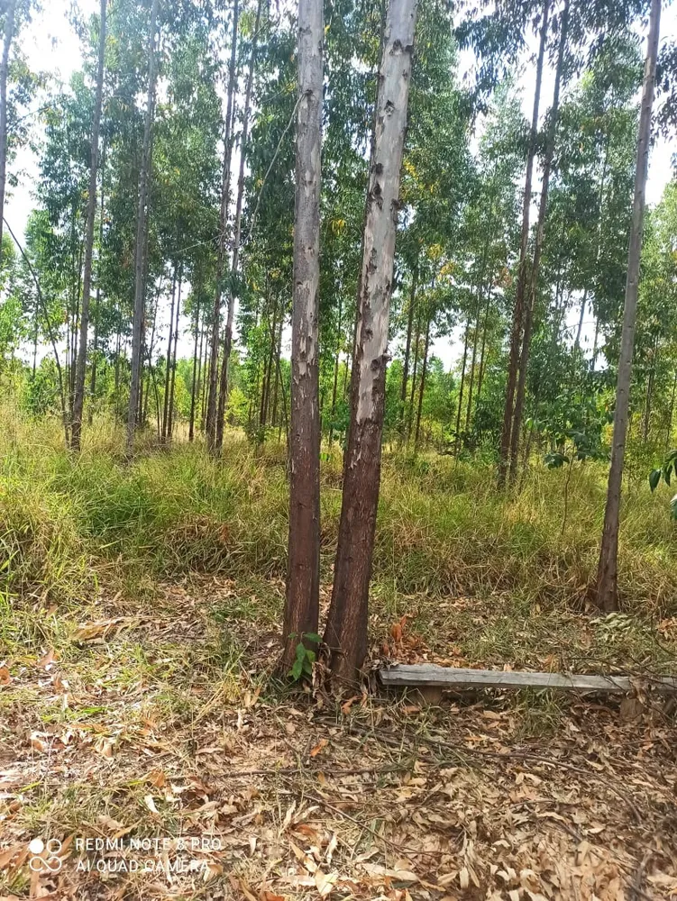 Fazenda, 1 quarto - Foto 7
