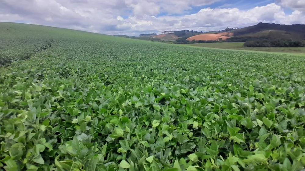 Fazenda, 700 hectares - Foto 6