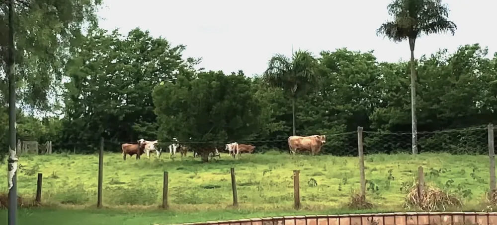 Fazenda, 700 hectares - Foto 3
