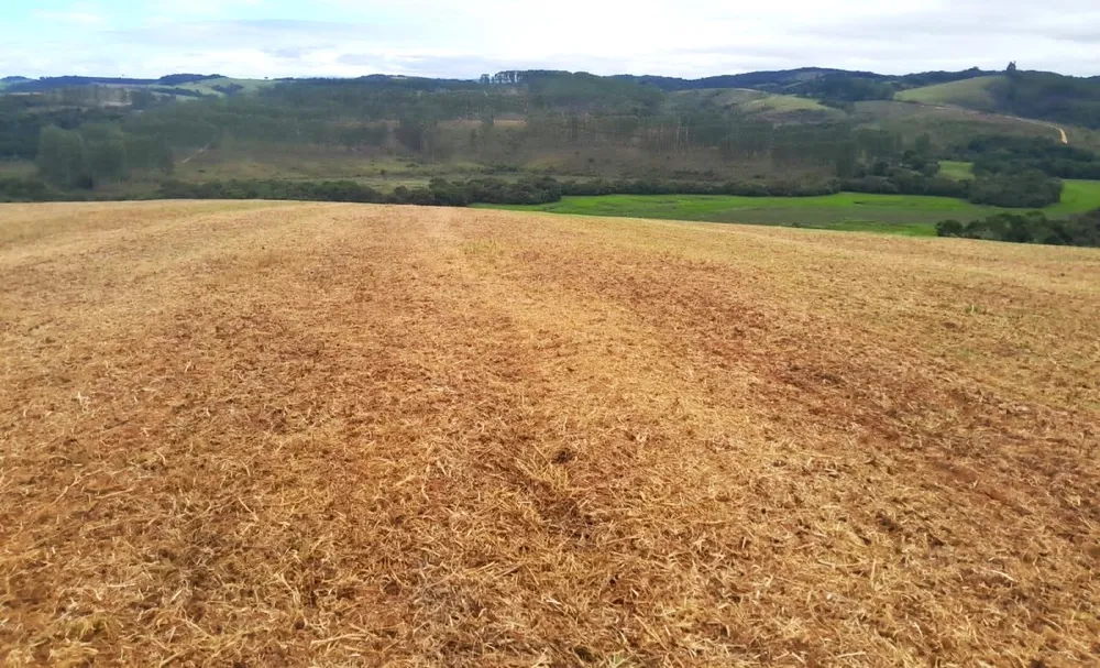 Fazenda, 700 hectares - Foto 7