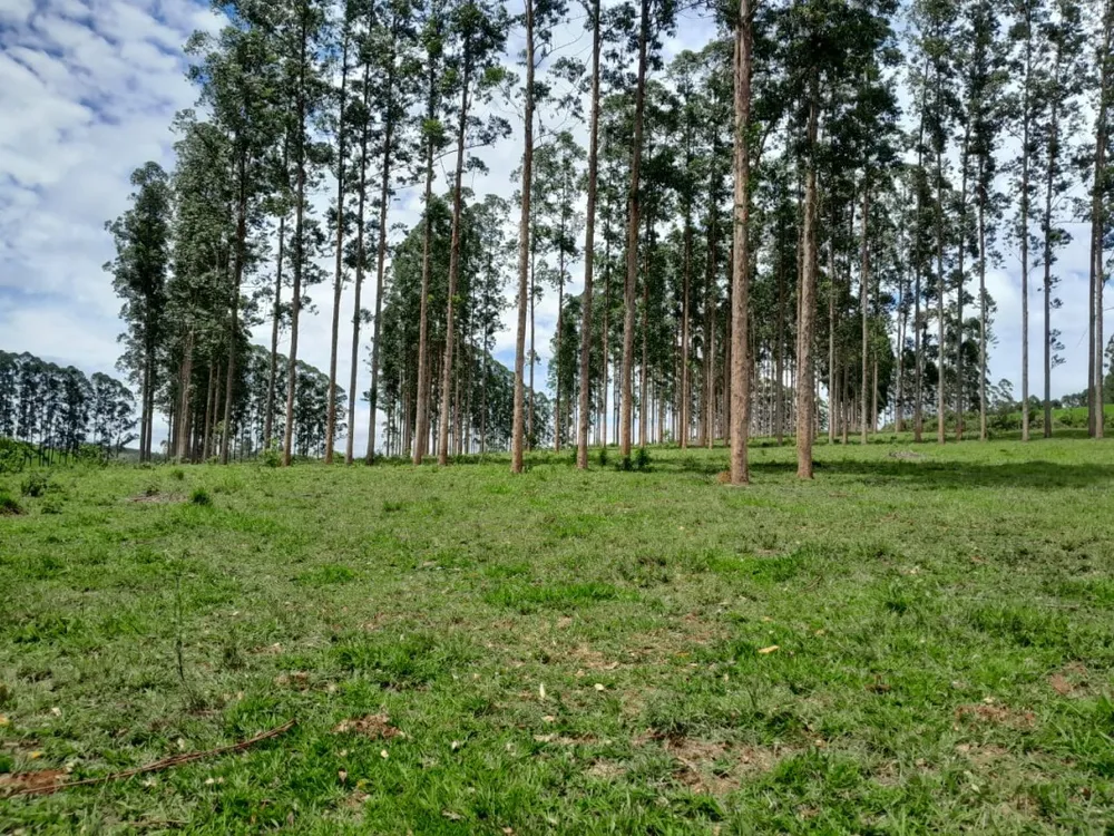 Fazenda, 700 hectares - Foto 8