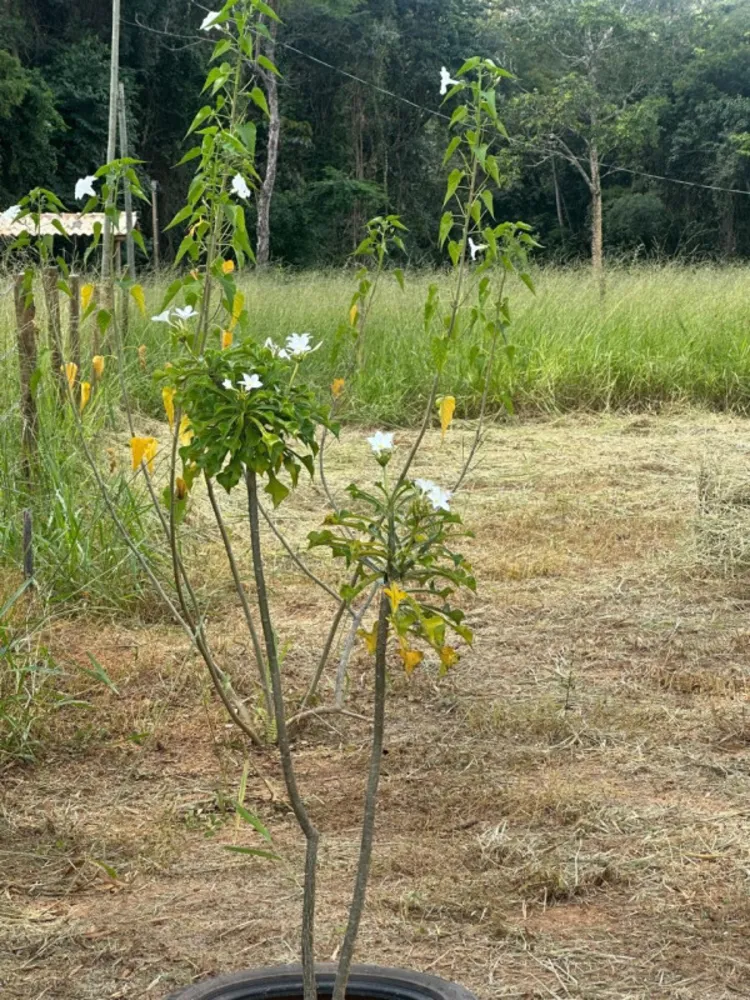 Terreno - Foto 3