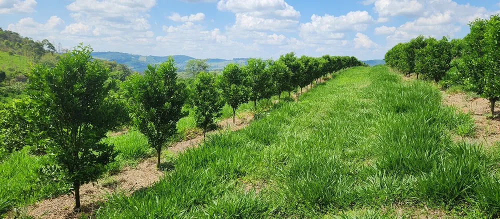 Fazenda, 91 hectares - Foto 4
