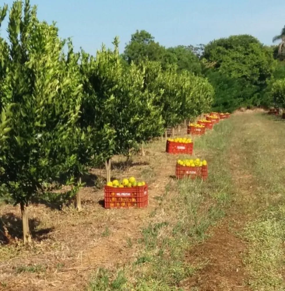 Fazenda, 91 hectares - Foto 7