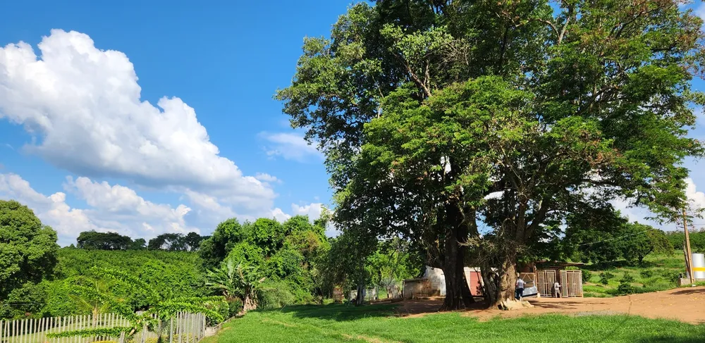Fazenda, 91 hectares - Foto 12