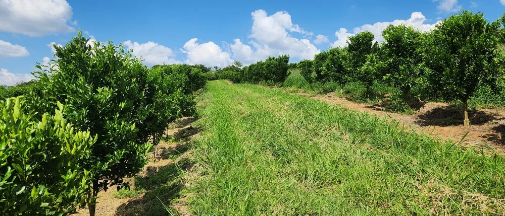 Fazenda, 91 hectares - Foto 1
