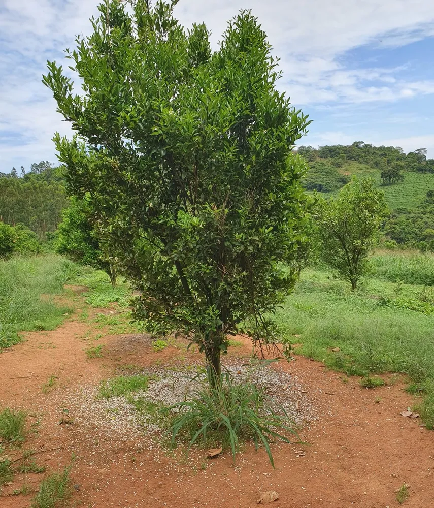 Fazenda, 91 hectares - Foto 3