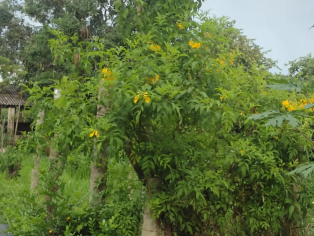 Fazenda, 1 quarto - Foto 11
