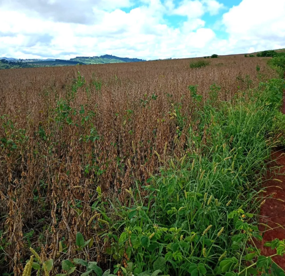 Fazenda, 400 hectares - Foto 3