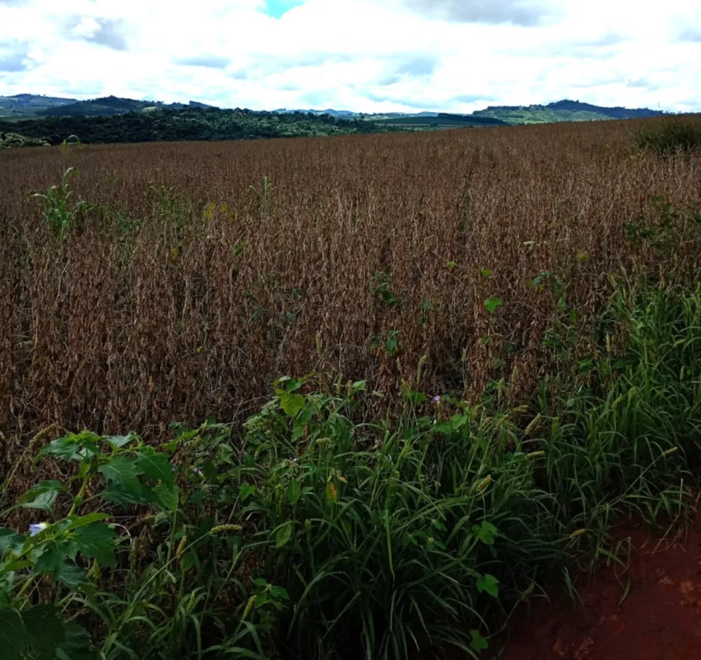 Fazenda, 400 hectares - Foto 4