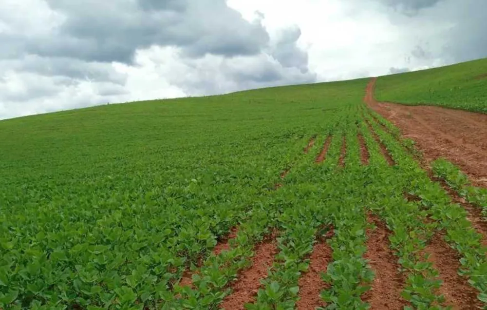 Fazenda, 72 hectares - Foto 10