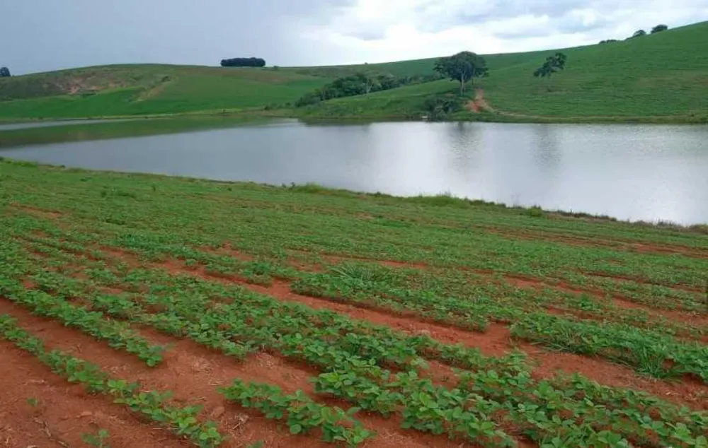 Fazenda, 72 hectares - Foto 4