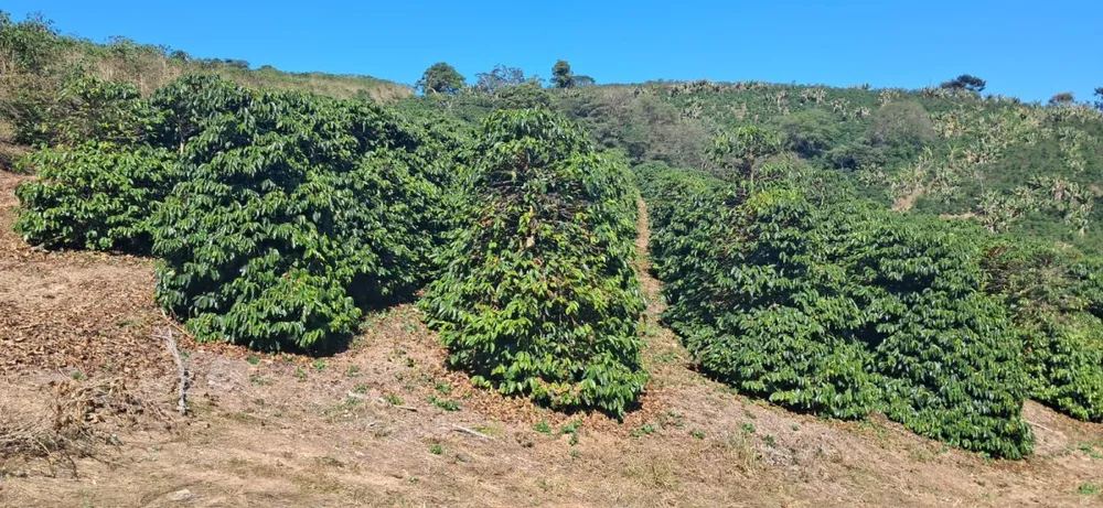 Fazenda, 32 hectares - Foto 1